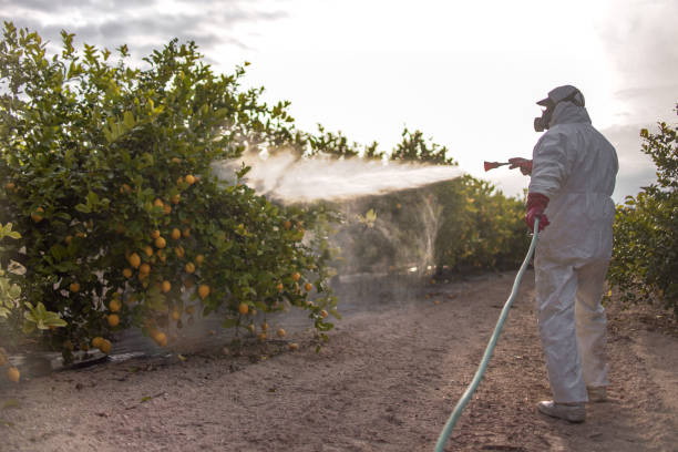 Trusted Monument Hills, CA Pest Control Experts