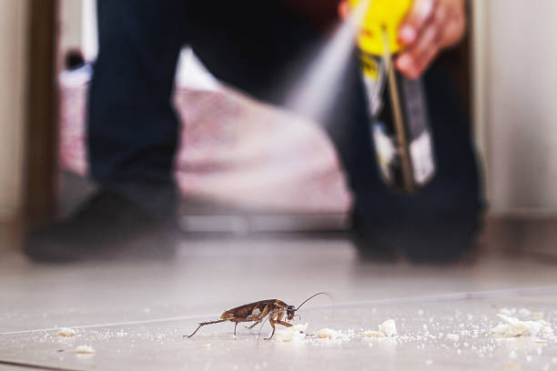 Flea Control Services in Monument Hills, CA